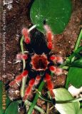 Postkarte Spinne aus dem Insektarium
